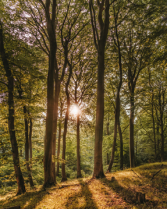 Rayons de soleil traversant une forêt de grands arbres.
